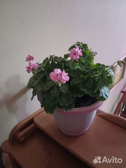 Герань пеларгония