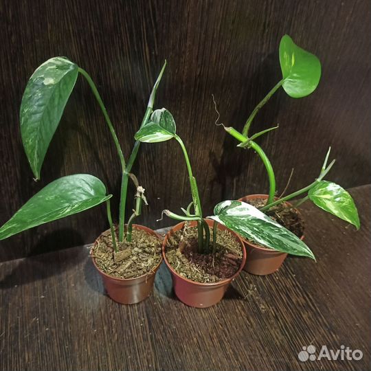 Комнатные растения