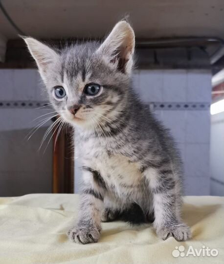 Котенок мальчик бесплатно