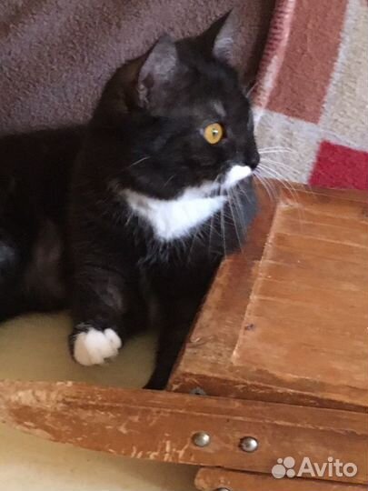 Котенок в семью