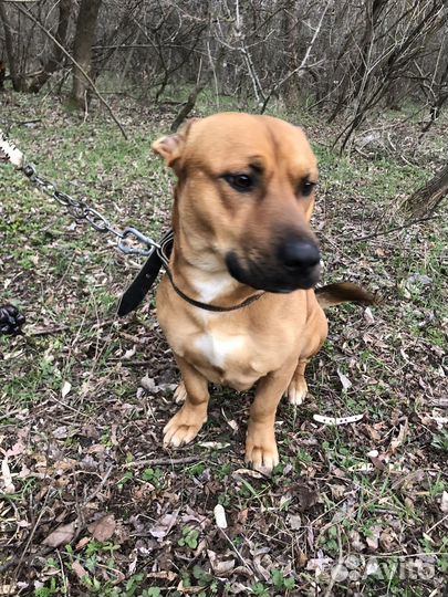 Питбуль помесь