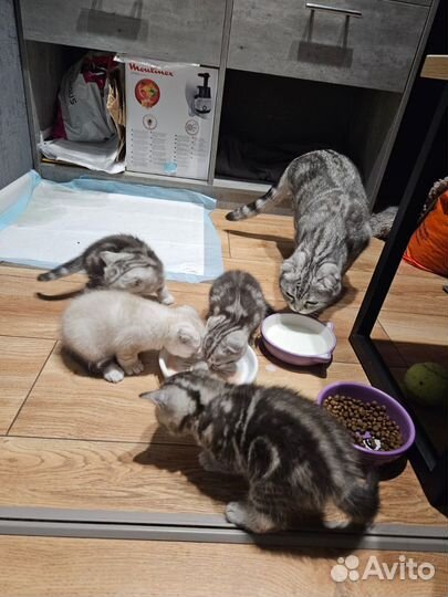 Шотландские котята