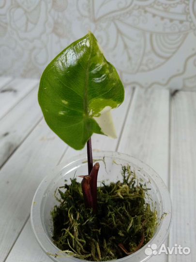 Алоказия Блек стем вар