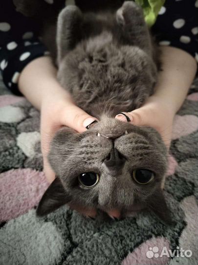 Кошка Мышка в добрые руки