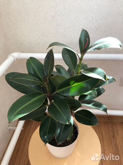 Фикус Эластика Тинеке Мелани