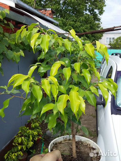 Фикус 2 сорта
