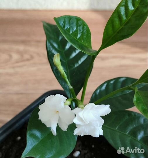 Табернемонтана (отросток)