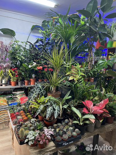 Комнатные растения и сопутствующие товары