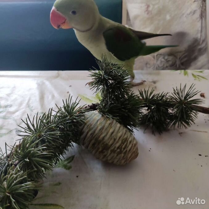 Александрийский попугай, ручной птенец