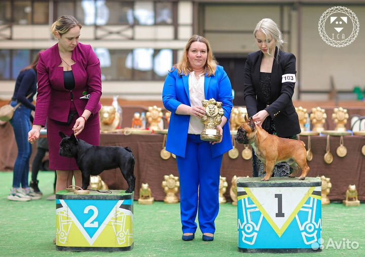 Французский бульдог вязка