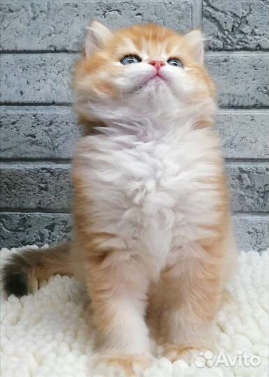 Золотая шиншилла