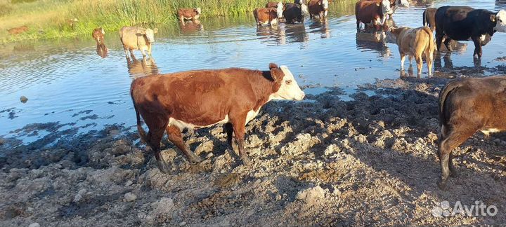 Нетели (Герефорды)