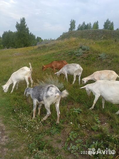 Коза дойная