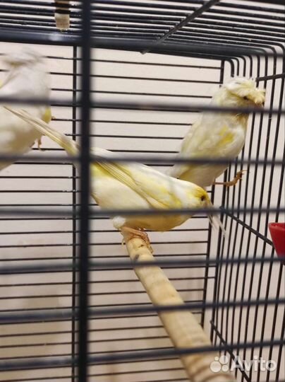 Кенара и канарейки