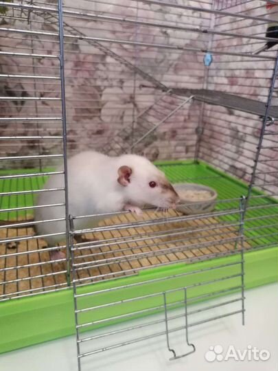 Декоративная крыса с клеткой