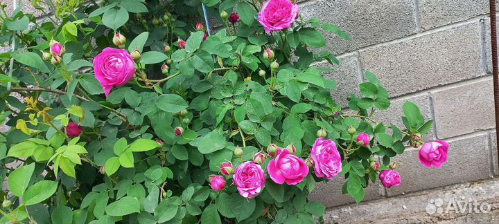 Роза чайная