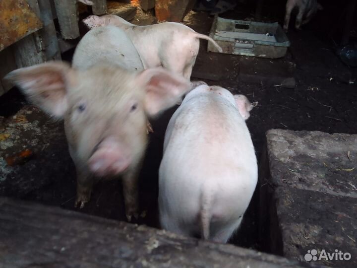 Поросенок ландрас