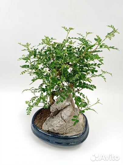 Бонсай зантоксилумzanthoxylum