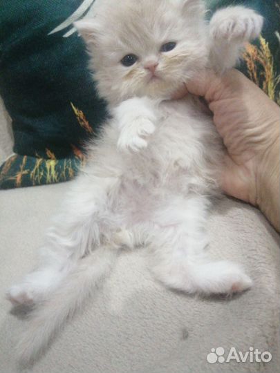 Персидские котята