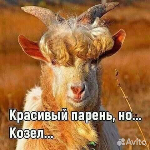 Козел полностью черный, белый, рыжий