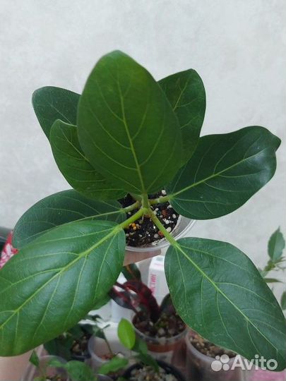 Фикус Бенгальский Одри