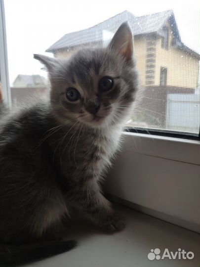 Котята в дар