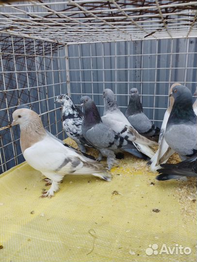 Сороки Чернохвостые, Турецкая Такла