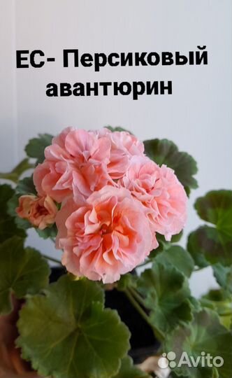Сортовые пеларгонии