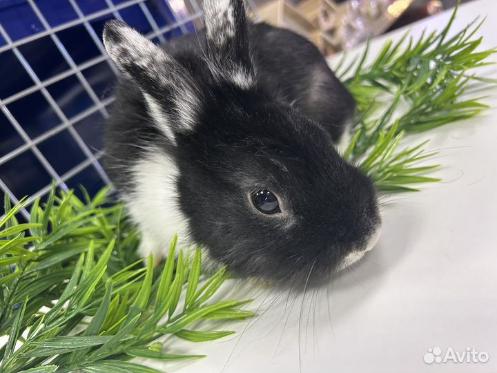 Декоративные кролики