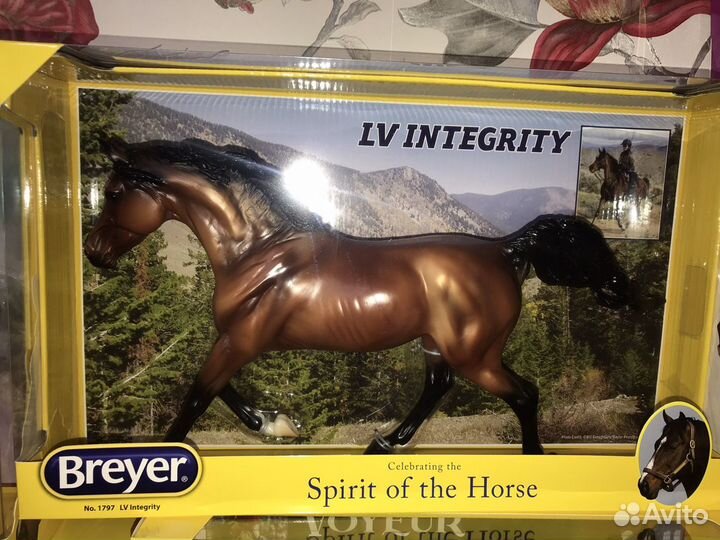 LV Integrity-endurance Arabian breyer