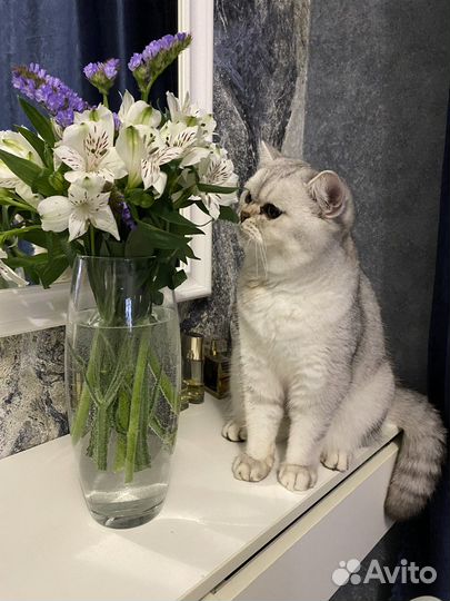 Британская серебристая шиншилла вязка