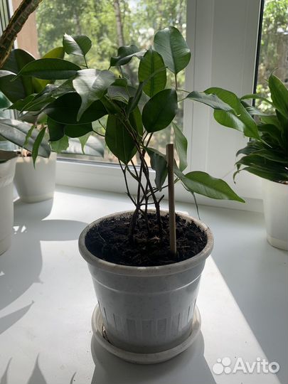 Фикус бенджамина