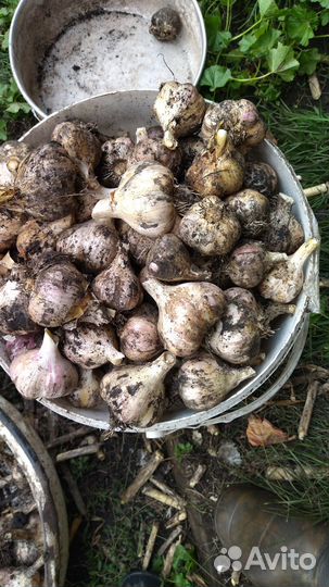 Домашний чеснок