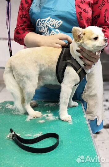 Стрижка собак и кошек