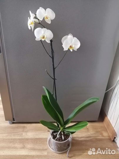 Орхидея