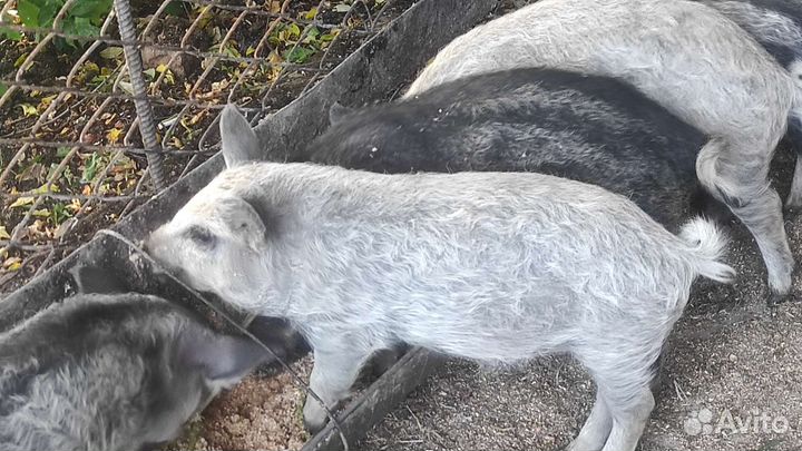 Поросята венгерской мангалицы