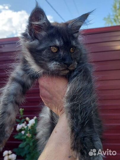 Кошка мейкун