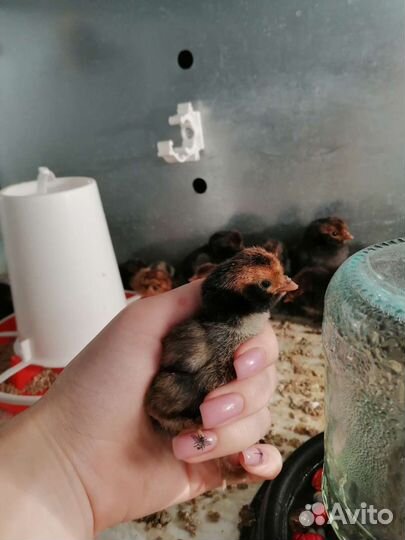 Павловское золото цыплята