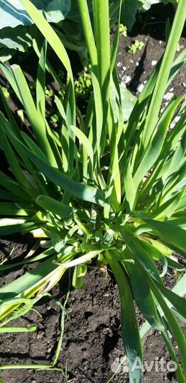 Лук лизун с корнями для посадки