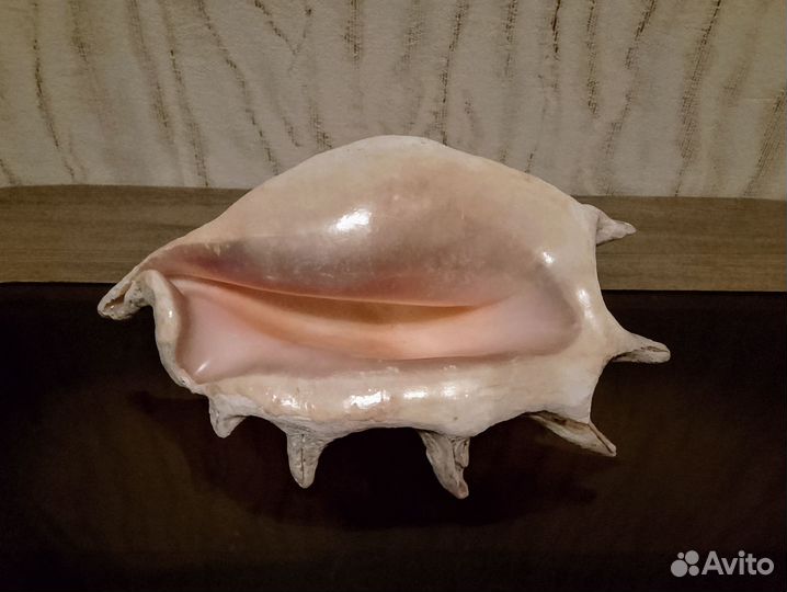 Ракушка натуральная интерьерная СССР 24 см