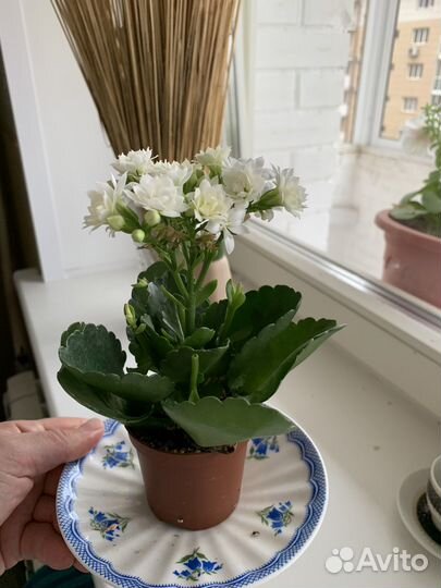 Комнатные цветы