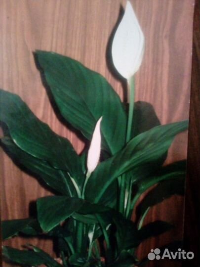 Спатифиллум 2 вида