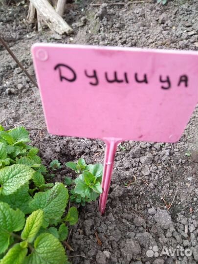 Мята ментоловая
