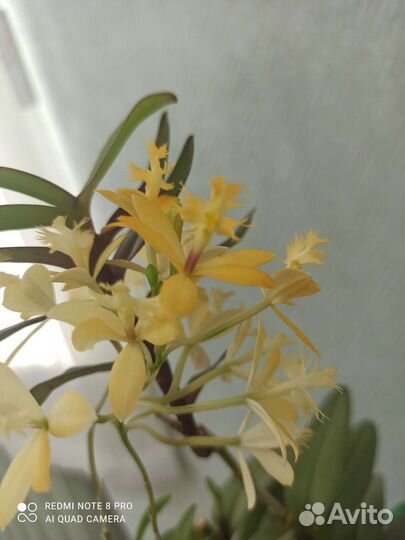 Орхидея дендробиум