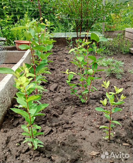 Саженцы жимолости Бакчарской селекции