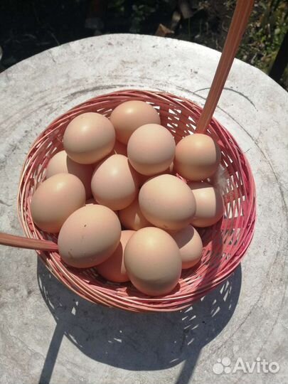 Домашние куриные яйца