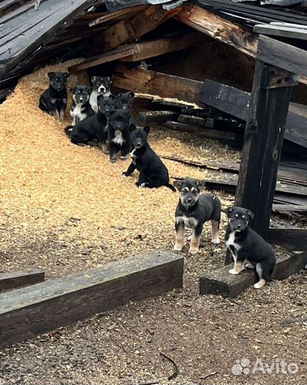 Щенок даром