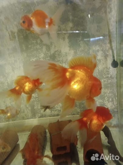 Аквариумные рыбки
