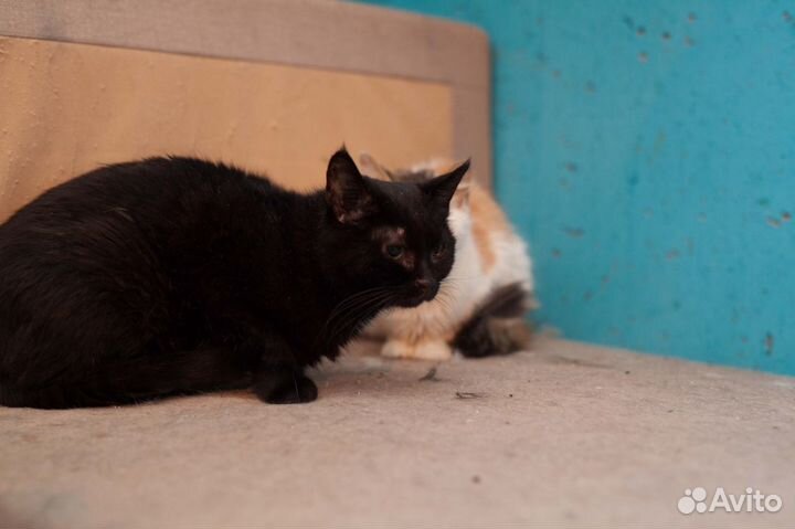 Котик Бруно в добрые руки