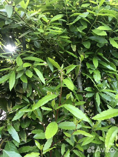 Лавровый лист